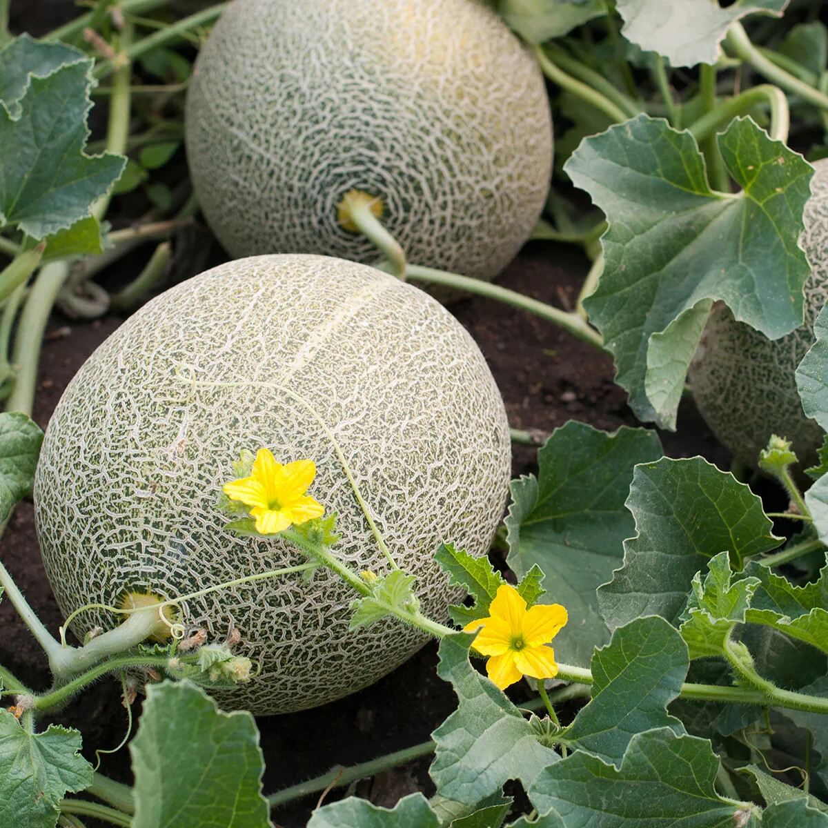 35 HALES BEST CANTALOUPE MELON SEEDS ~ heirloomseedguy ~ NON-GMO ~ 2026