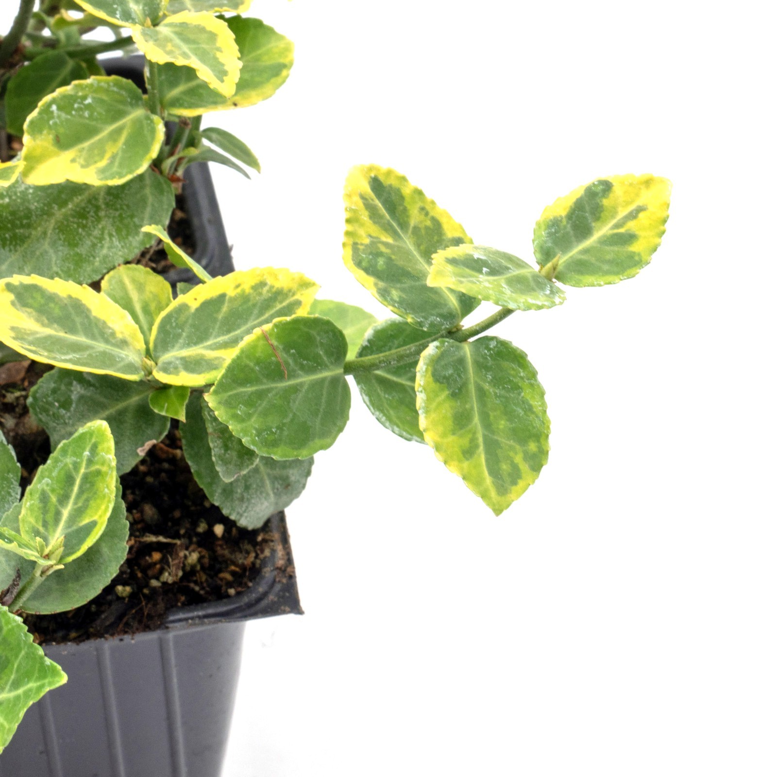 Green ‘n Gold Euonymus in 3.5” Nursery Cubes, Euonymus fortunei ‘Emerald ‘n Gold