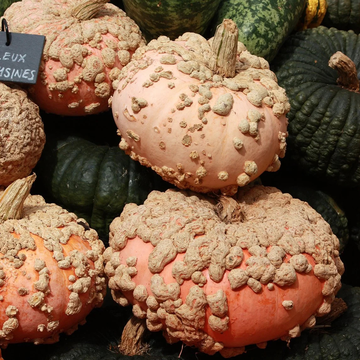 Galeux d’Eysines Winter Squash Seeds, Peanut Pumkin, NON-GMO, FREE SHIPPING