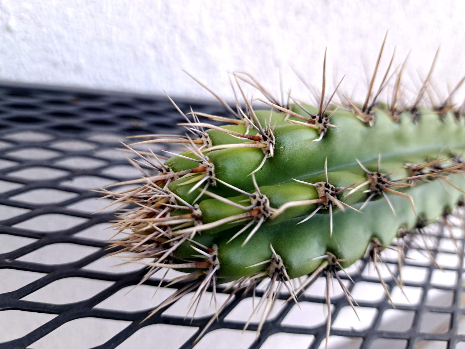 Browningia Caineana Columnar Cactus Cutting H7.5 ^726
