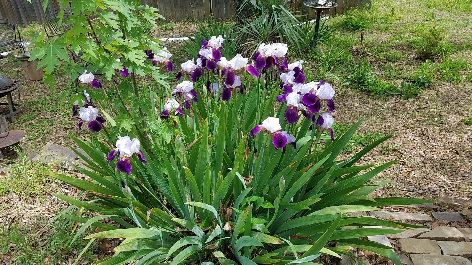 20x FRESH MIXED VARIETIES/COLORS BEARDED IRIS Bulbs/Rhizomes FRESH