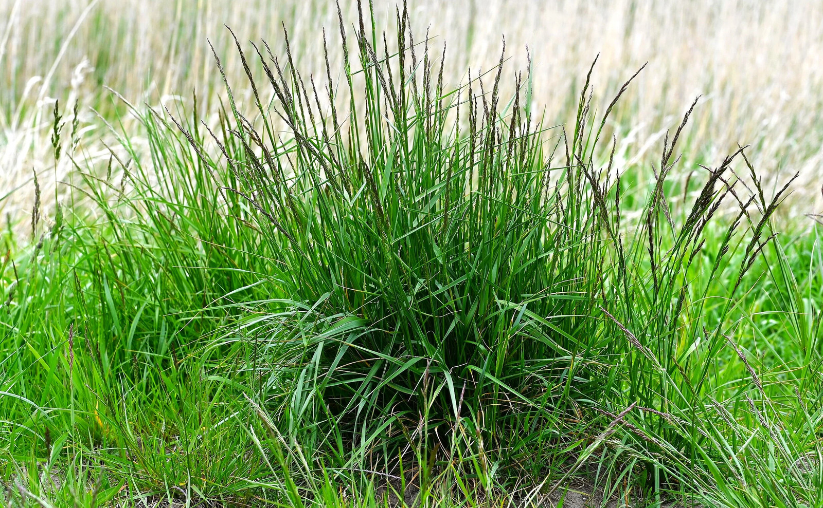 Xtreme Green Turf Type Tall Fescue Seeds – For 2026 Planting Cool Season