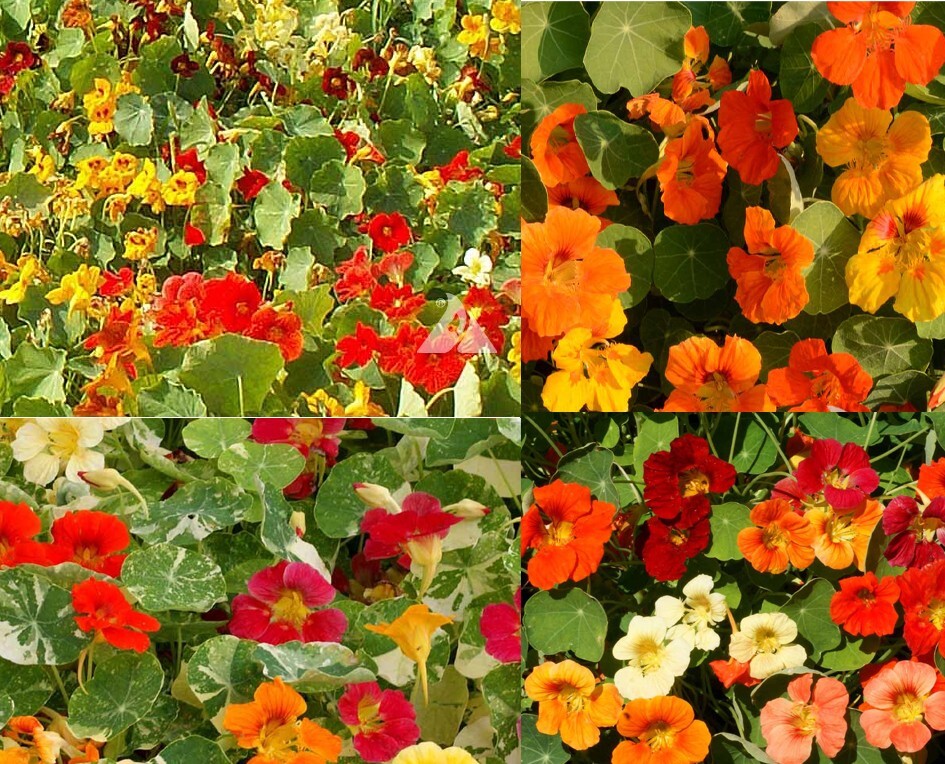 Nasturtium LANDSCAPER’S PACK DWARF Edible Flowers Bulk Non-GMO USA 100 Seeds