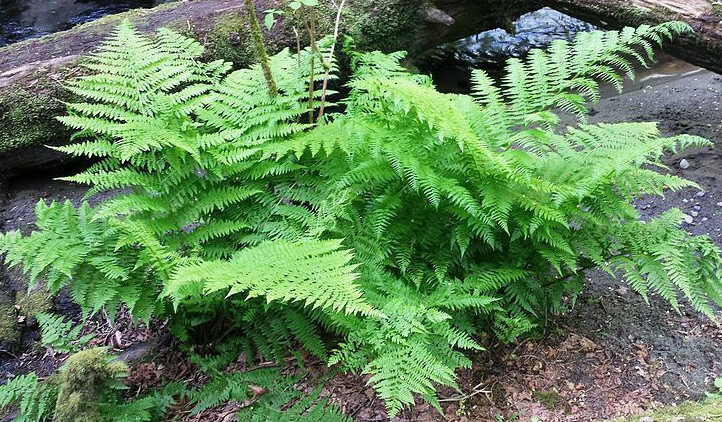 LADY FERN 1003 SPORES (SEEDS*) FILIX FEMINA, COLD HARDY, LARGE UP TO 3′ TALL