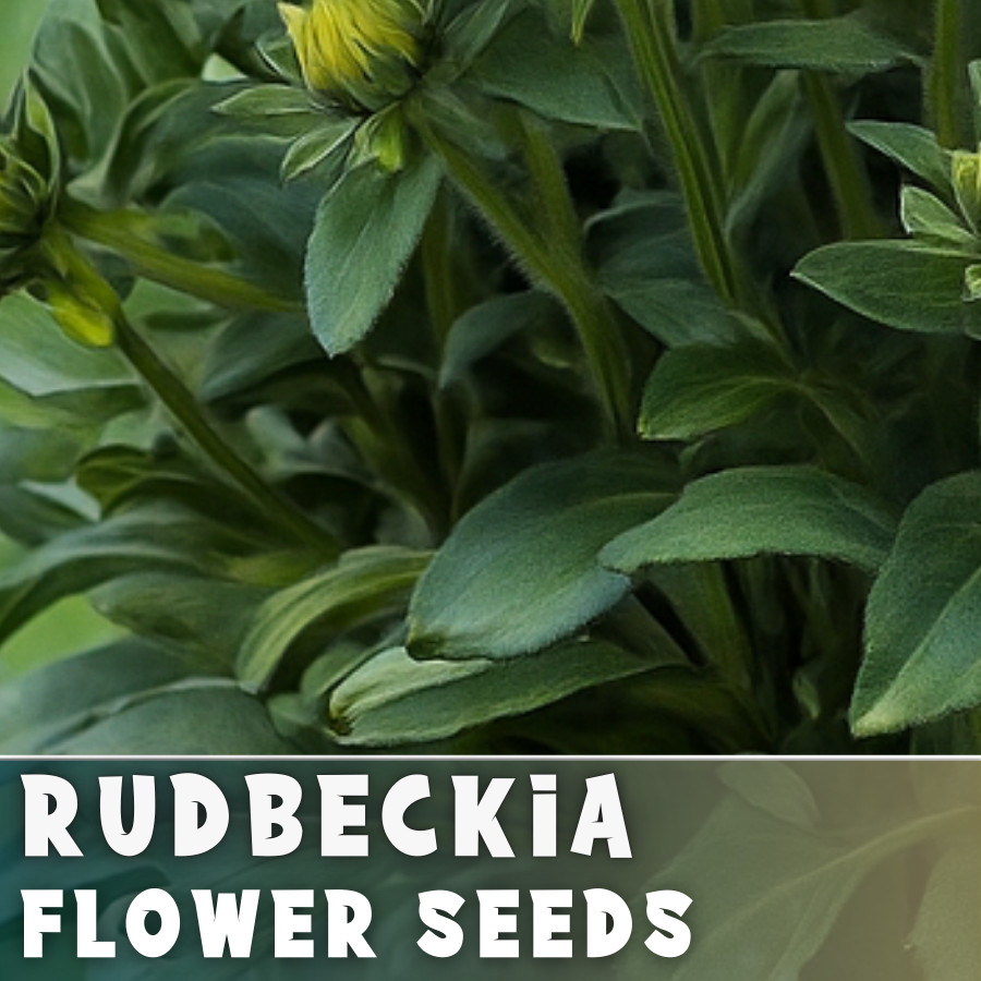 Blush Sunrise Rudbeckia Seeds 125+ Seeds Annual Flower Seeds Garden