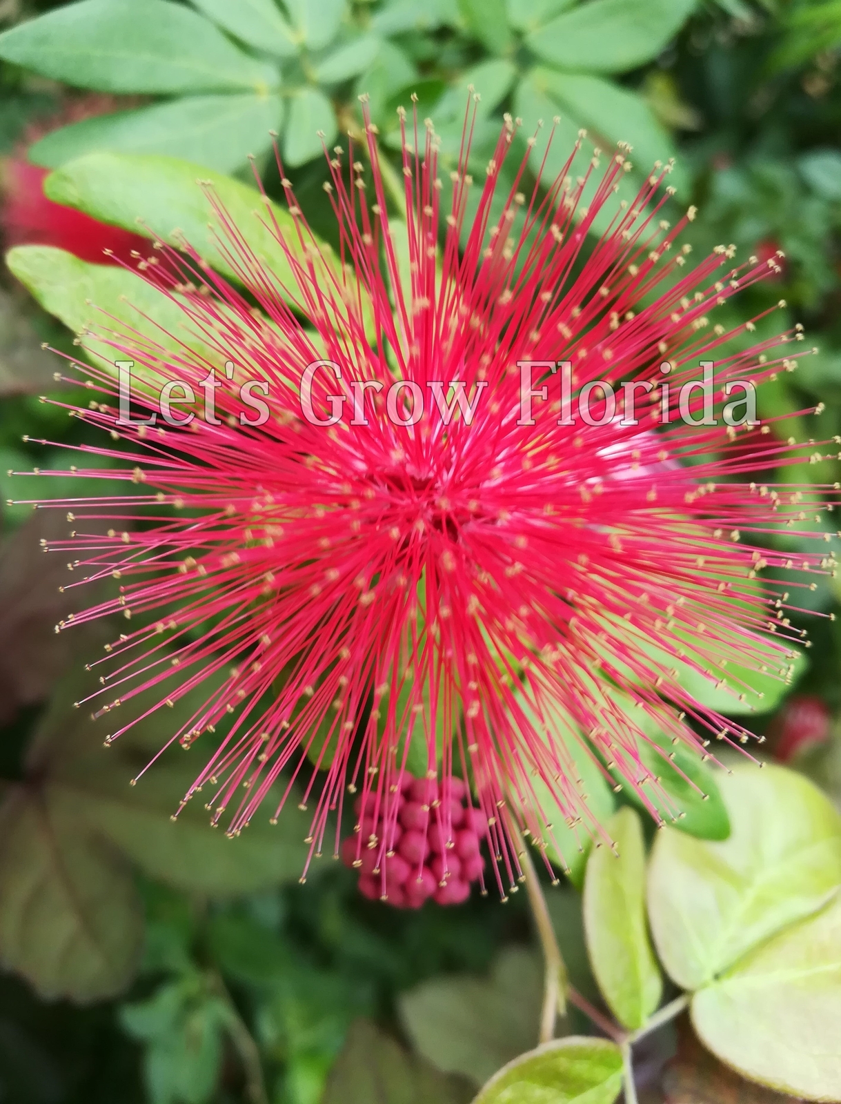 Dwarf Powder Puff Tree Plant Calliandra haematocephala x surinamensis, Nana Trop