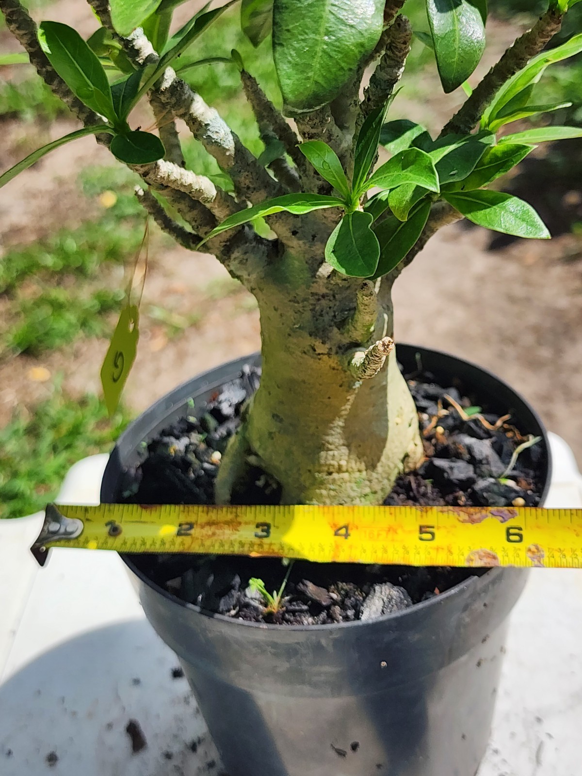 #.G.. Adenium THAI SOKO Desert Rose… big foot ..Plant perfect for bonsai