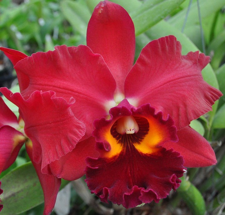 B25 – 4 Live Orchid choose (Cattleya, Oncidium, Vanda, Dendrobium,Phalaenop