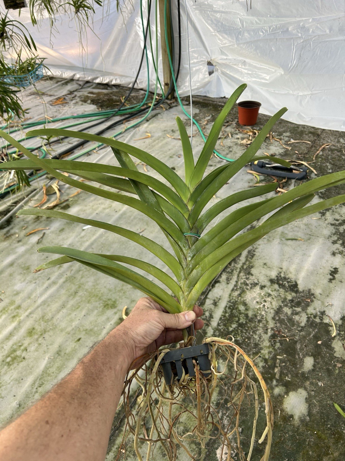 Vanda sanderiana Species LARGE Plant BS Orchid