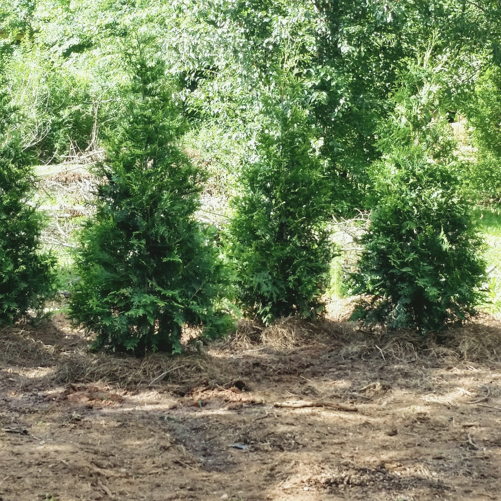 Fast Privacy Trees-Thuja Green Giants