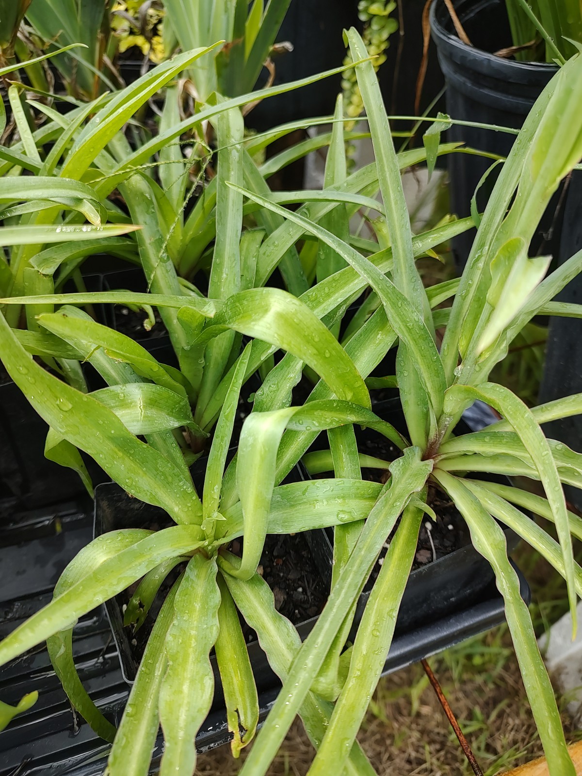 Speckled Tuberose