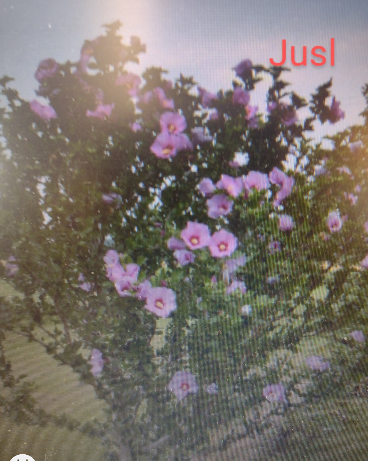 4 Rose Of Sharon Hibiscus 2+ Year Old Live Plant Roots fast grow Heavy Rooted