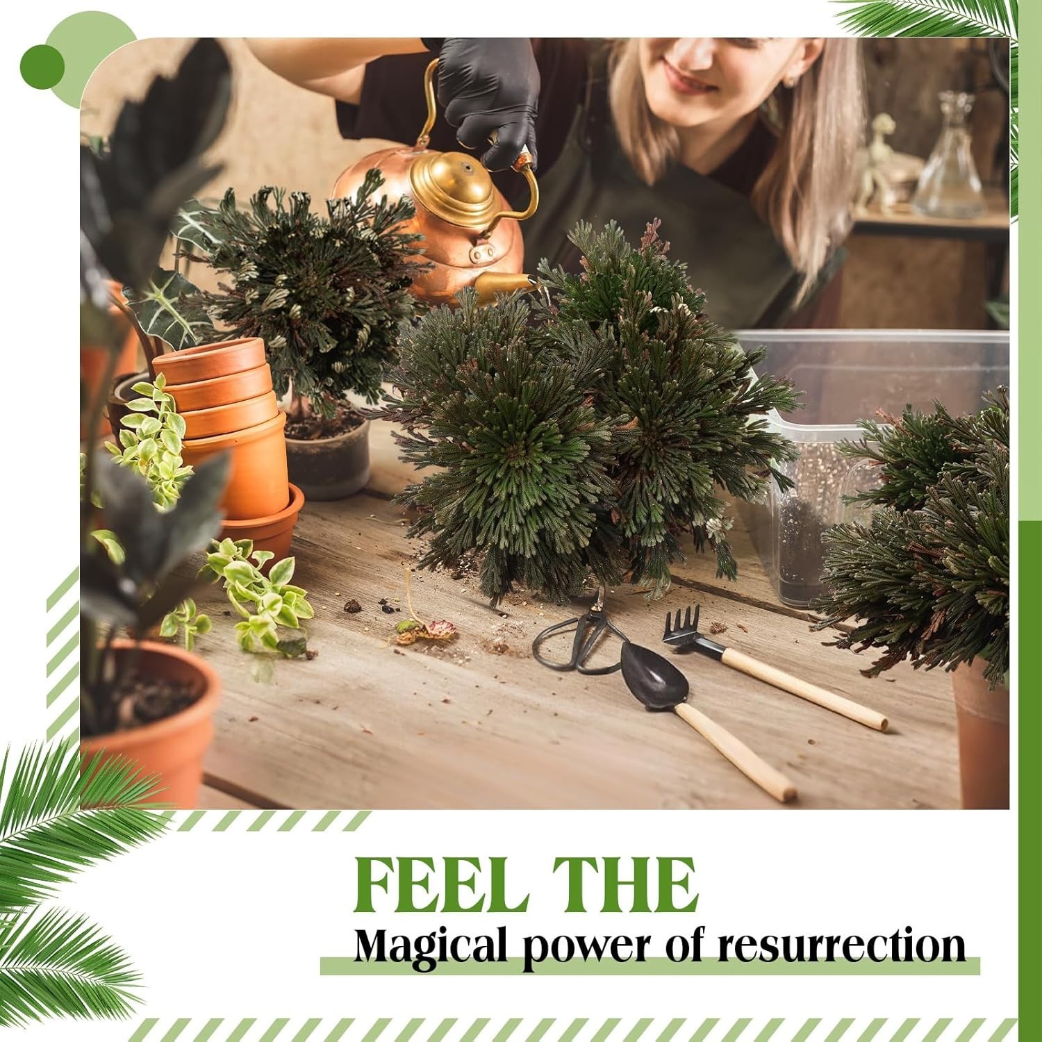 12 Pack Large Rose of Jericho Resurrection Plants for Home Decor