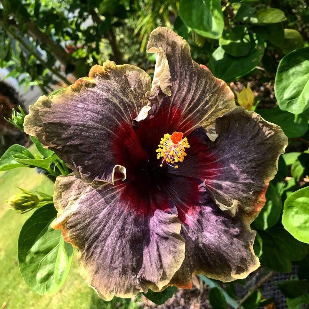 Exotic 20PCS Black Pink Purple Hibiscus Seeds for Outdoor & Indoor Gardens
