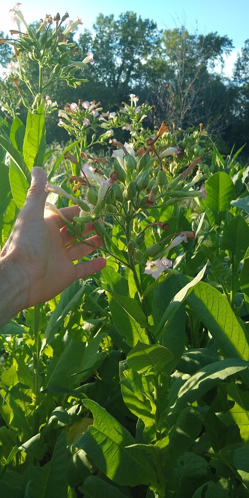 Perique Tobacco Seeds ~ 1000 to 100,000 seeds ~ Heirloom Nicotiana Tabacum