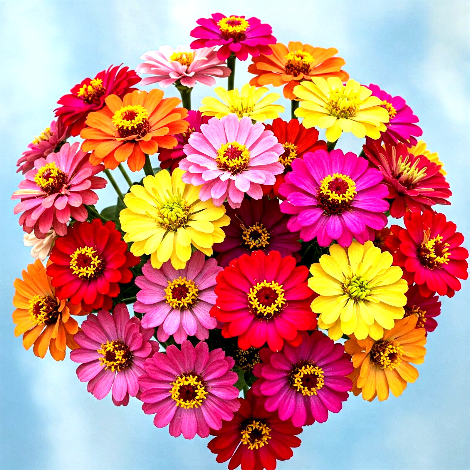 250+ ZINNIA HUMMINGBIRD LILLIPUT SEEDS AUTUMN MIX FLOWERS HUGE BEES BUTTERFLIES