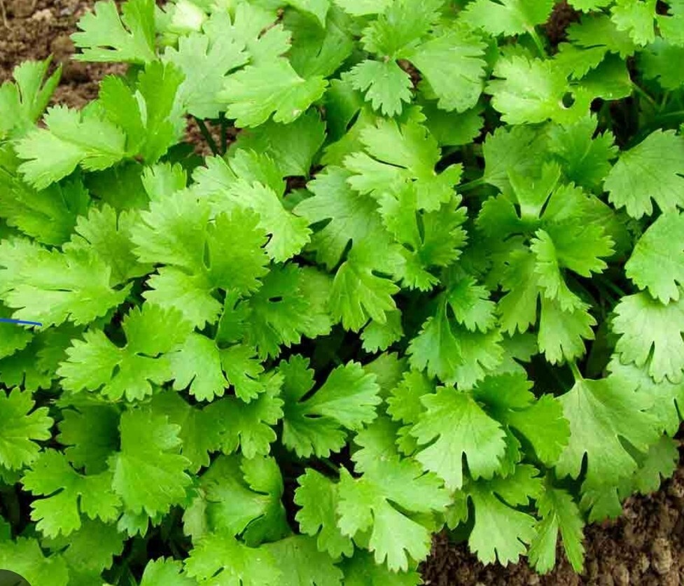 50+ ORGANIC Slow Bolt Cilantro Seeds | Non-GMO | Fresh Garden Seeds Free Ship