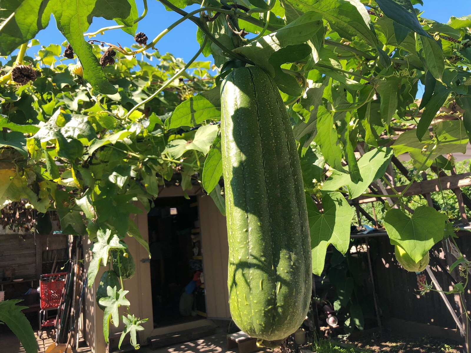 Chinese Vegetable Seeds Over 20 Seeds, Green Melon.