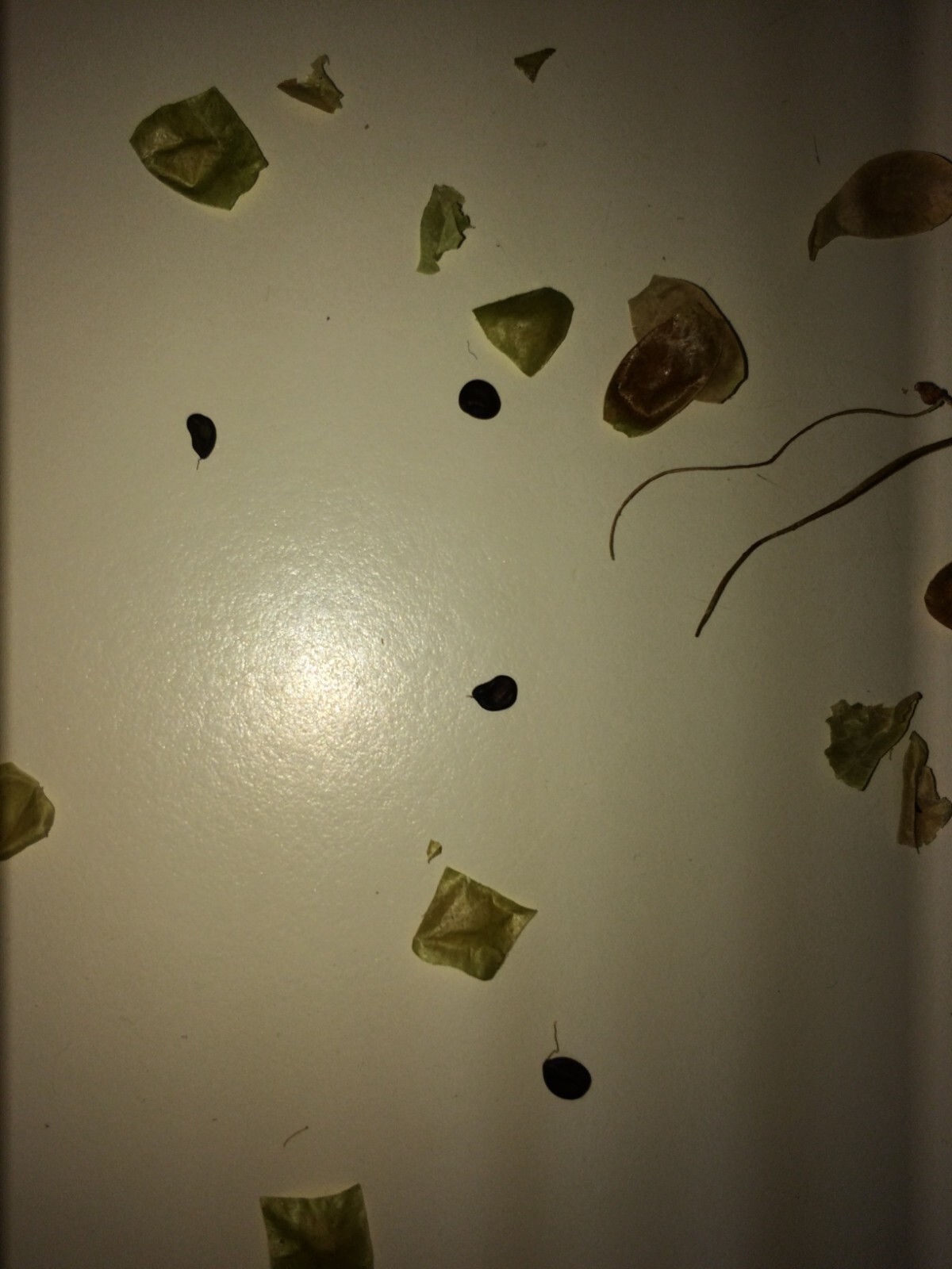 Mimosa Tenuiflora Seeds Pods – 15 Seeds – 2024 Season