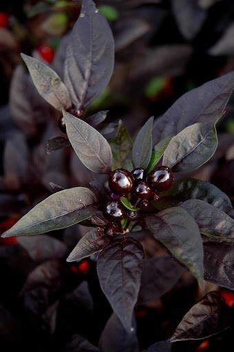 25 seeds Black Pearl heirloom Hot pepper RARE heirloom BEAUTIFUL BLACK LEAVES