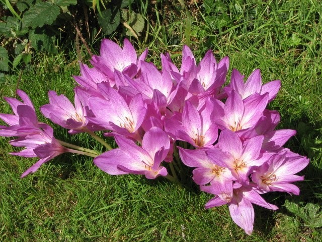 Colchicum autumnale | Autumn Crocus | 20 Seeds