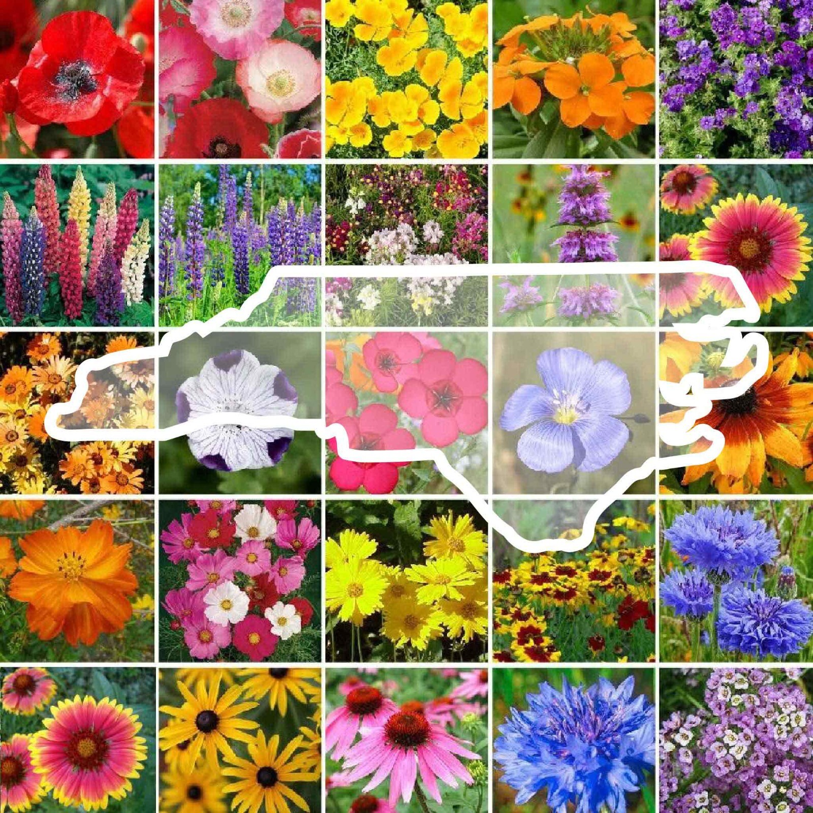 Wildflower NORTH CAROLINA State Mix Perennials & Annuals USA Non-GMO 1000 Seeds!