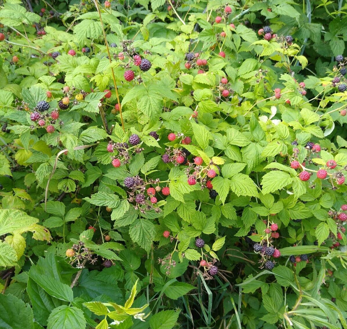 ORGANIC BLACK RASPBERRY 250+ Seeds, Fresh, Made in USA