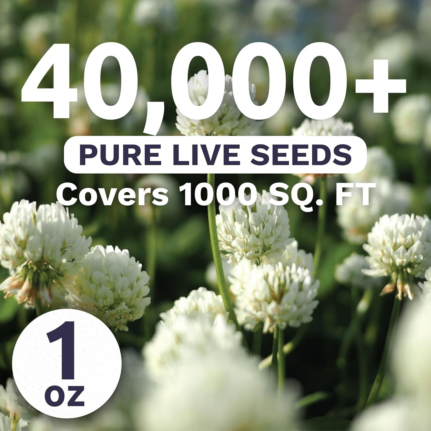 White Dutch Clover Seeds – Large 1 Ounce for Vibrant Gardens (40,000 Seeds)