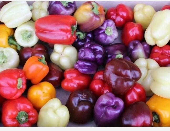 🫑RAINBOW BELL PEPPER SEEDS MIX 50+ RED purple orange white yellow