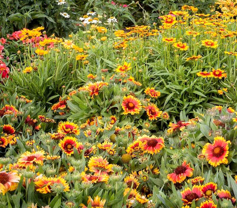 INDIAN BLANKET FLOWER 300+ Seeds Perennial Gaillardia Aristata Native Wildflower
