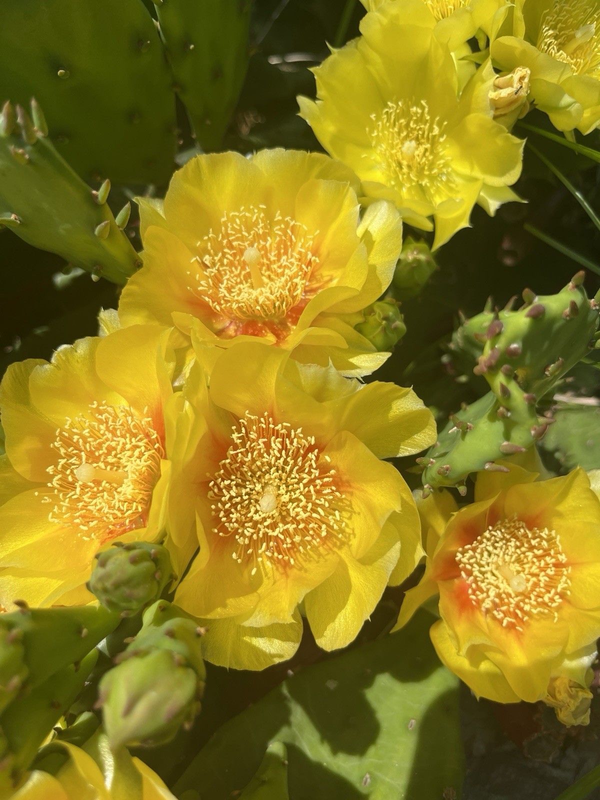 3 Cold Hardy Cactus Paddles Zones 4 – 9 Opuntia Humifusa Prickly Pear