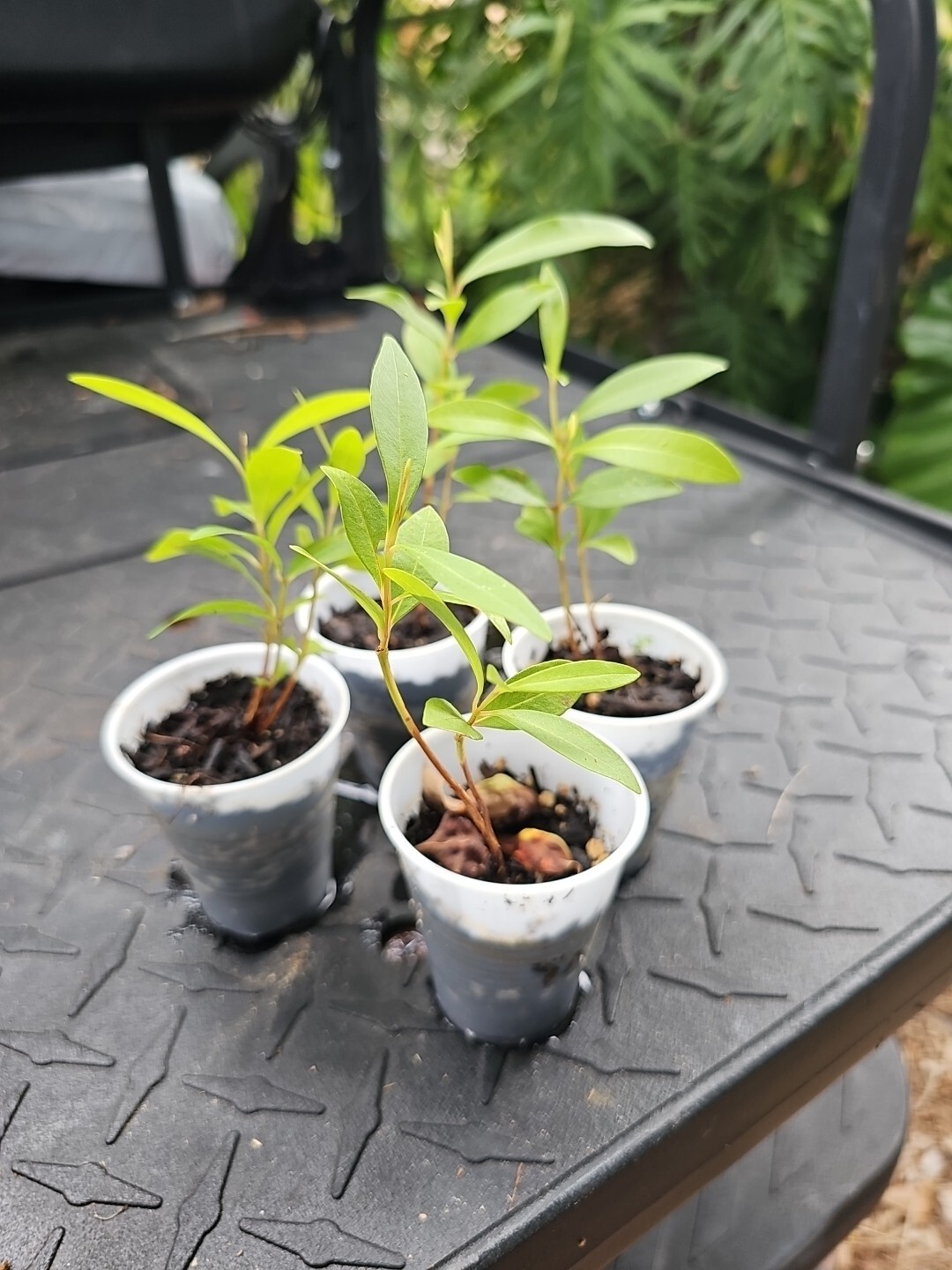 JAMUN JAMBUL FRUIT TREE Syzygium cumini INDIAN WAX APPLE Java plum live Plant