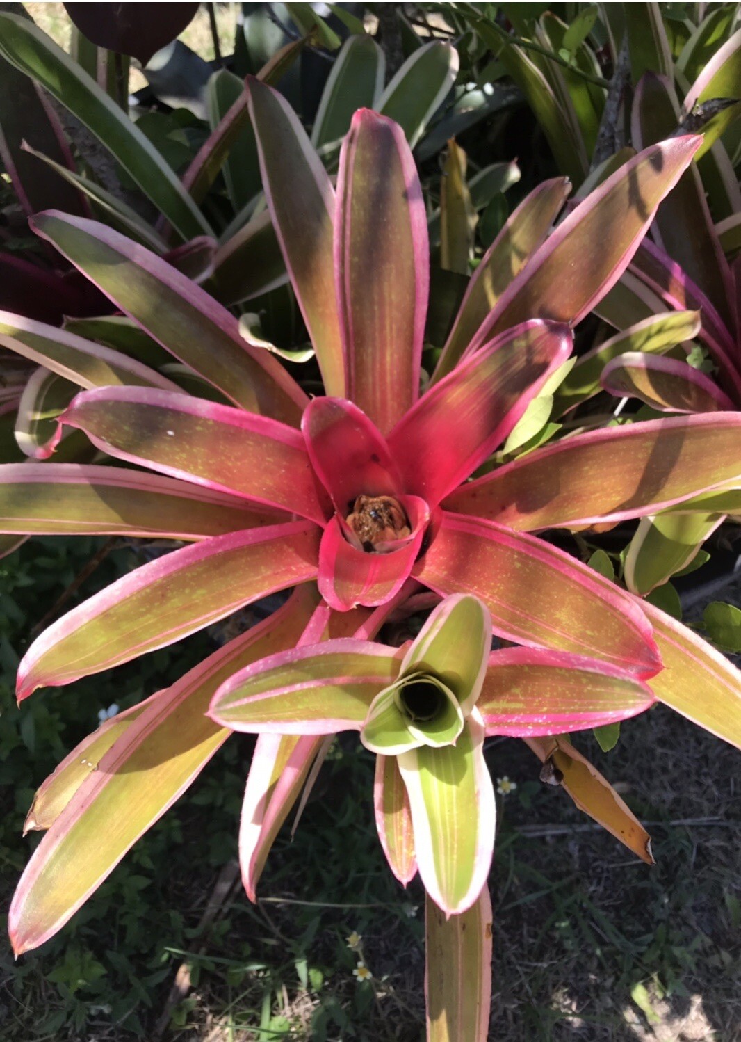 Exotic TROPICAL LANDSCAPE PLANT Pup Bromeliad White Red Green colorful unbranded