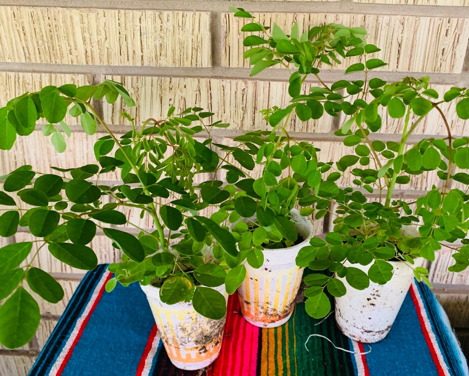 15″+ Grown Moringa Oleifera Plant Mature Edible Leaves Tree Potted + 10 Seeds