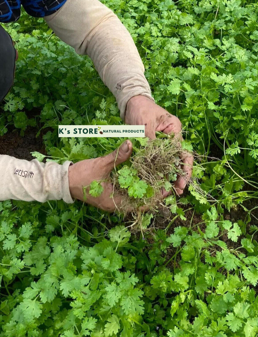 CILANTRO SEEDS, CORIANDER LEAVES, 香菜, 고수, RAU MÙI, NGÒ RÍ |NEW SEEDS|