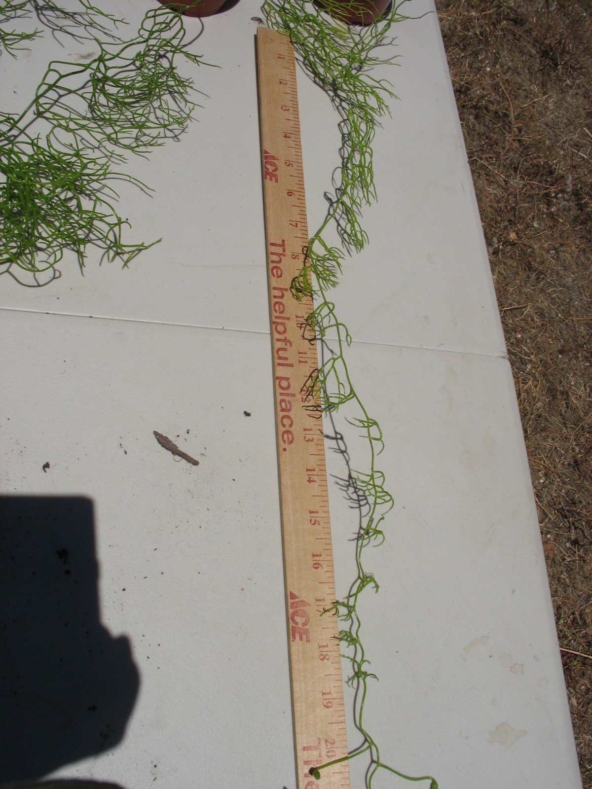 Bowiea volubilis SEA ONION BULB w/climbing vine 1 bulb Healthy Succulent RARE