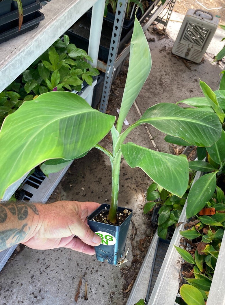 Burro Banana Plant – Live Plant