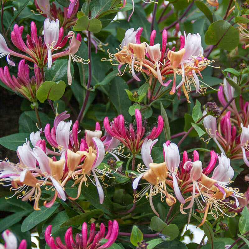 ~Serotina Belgica~Honeysuckle Vine Plant Late Dutch Lonicera~HUMMINGBIRD HEAVEN!