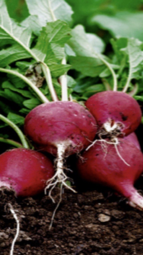 100+ Round Cherry Mixed Radish Seeds Organic Non-GMO Heirloom 2026