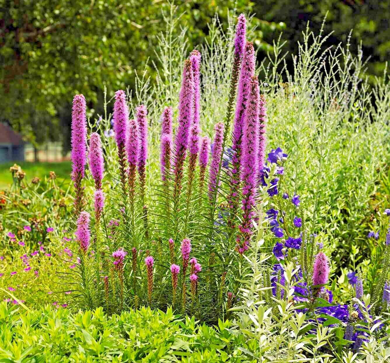 30 PURPLE BLAZING STARS SEEEDS – Liatris spicata
