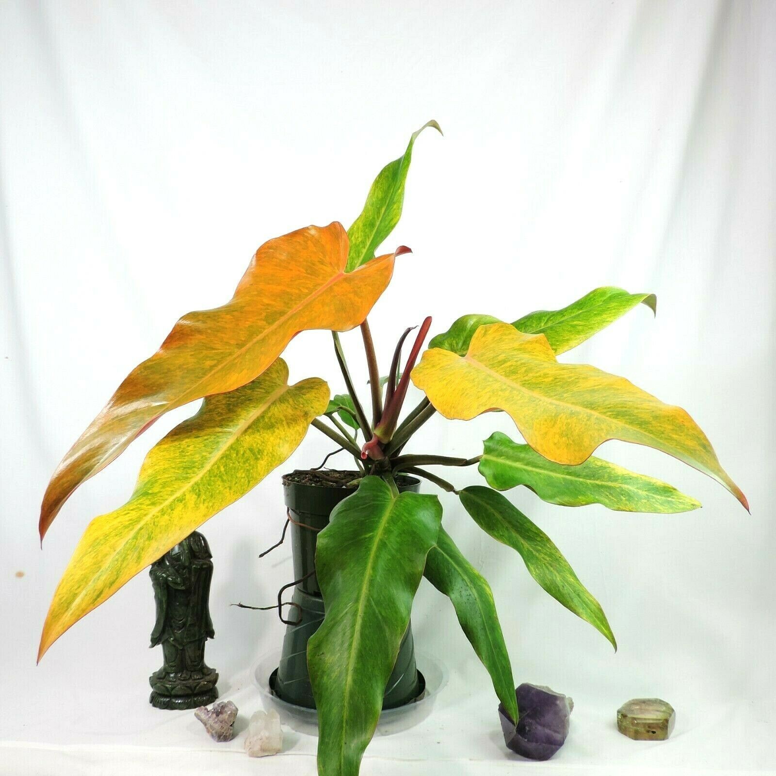 Philodendron Orange Marmalade, Autumn Queen 6″ pot, Fedex 2day