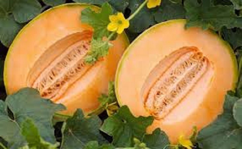 Premium Delicious 51 Cantaloupe – Fresh Heirloom Seeds Very early! Very Sweet!