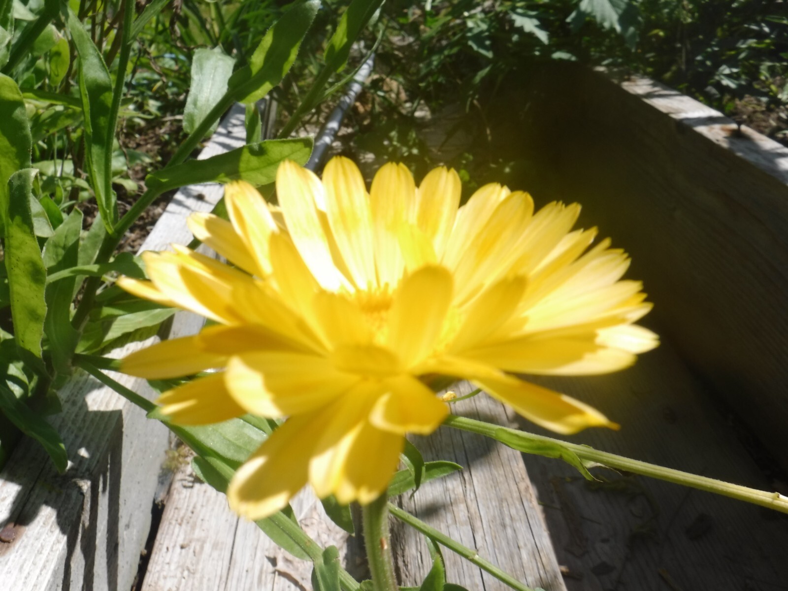 calendula mix 35+ Seeds
