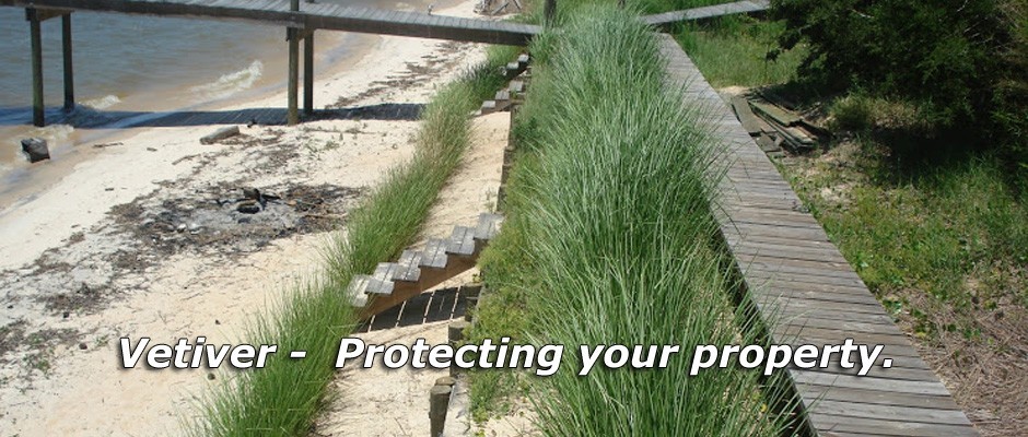 Vetiver live plant for EROSION CONTROL 25 pcs combo