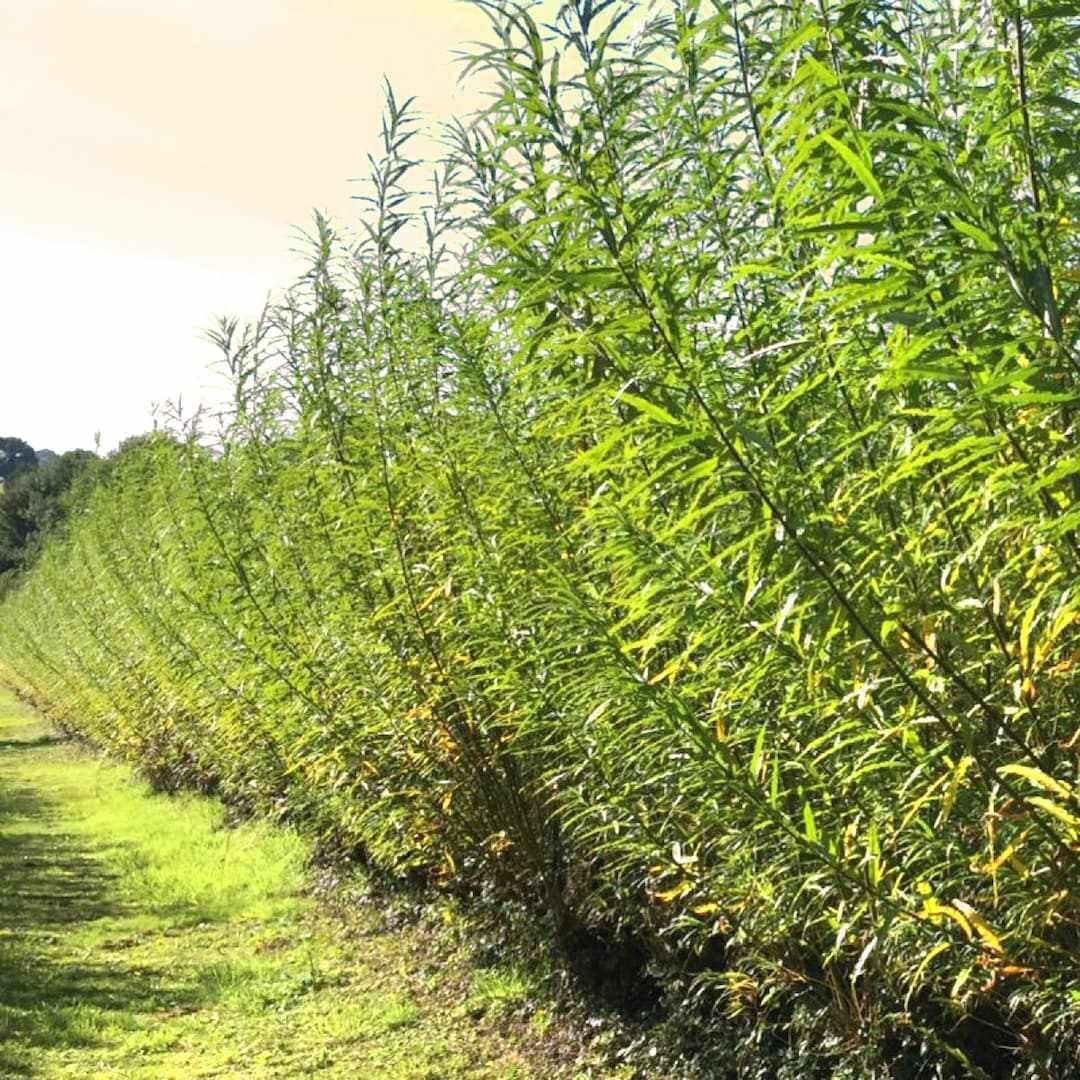 BEST DEAL ON EBAY! 400 Large Austree Willow Cuttings 10″ THICK STOCK