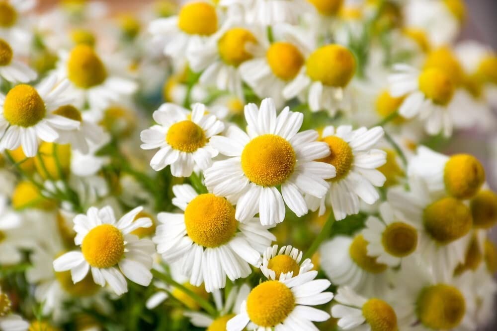 1,000 Chamomile Herb German Heirloom Seeds to Plant Matricaria chamomilla