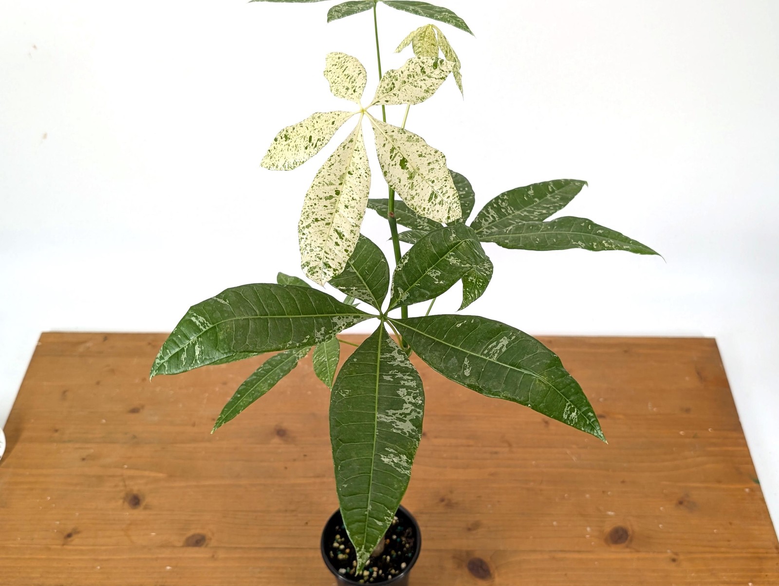Albo Milky Way Variegated Money Tree (Pachira) 4” pot