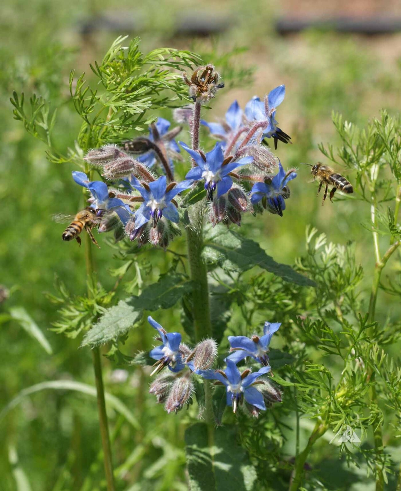 BORAGE Blue Edible Herb Candied Flowers Companion to Tomatoes Non-GMO 100 Seeds
