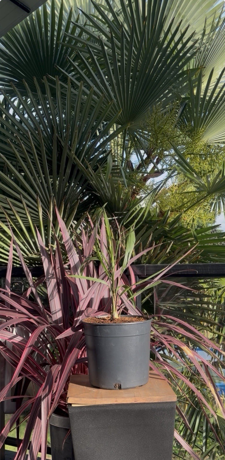 LIVE – Butia Eriospatha – Cold Hardy 8F – Snow/Ice Resilient – Tropical
