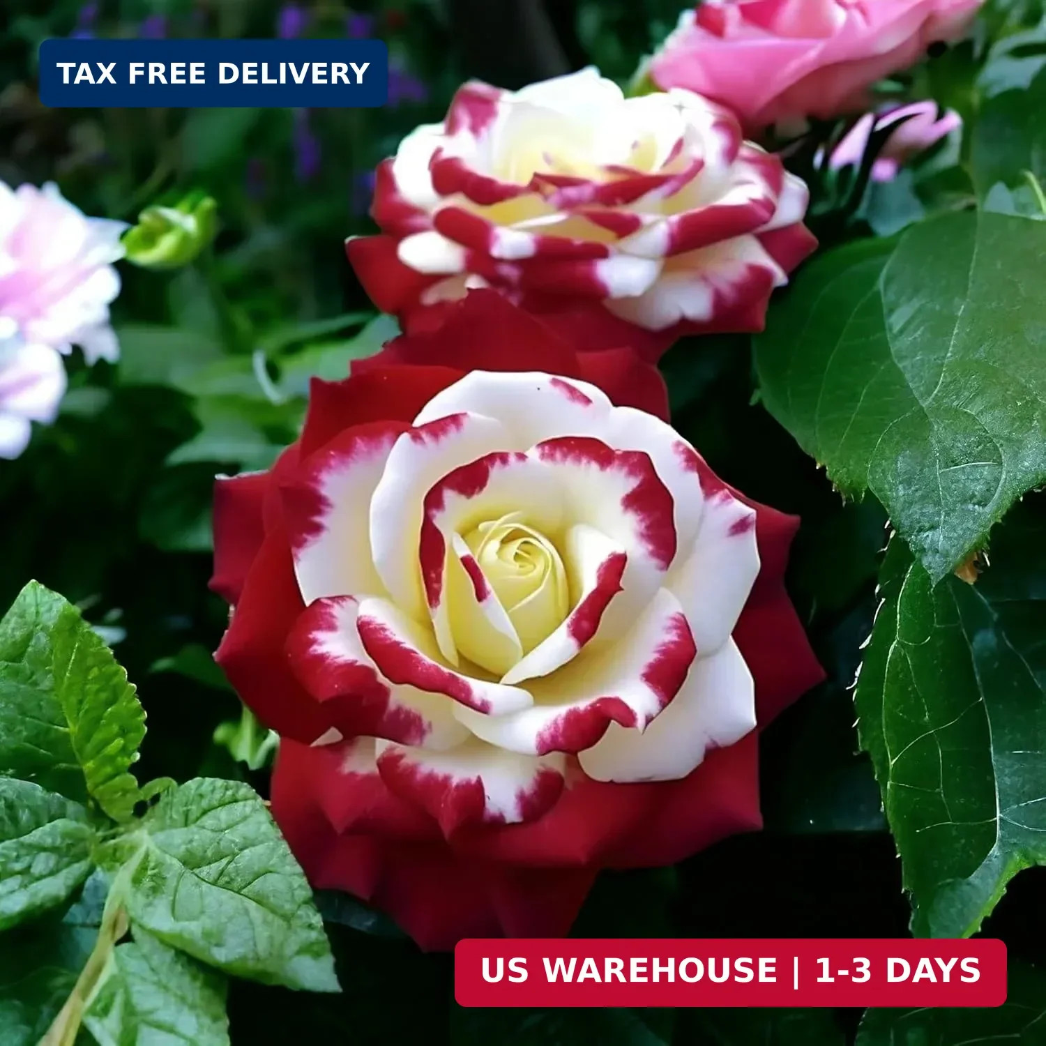 10 Rare Twin Red White Rose Seeds – Heirloom Non-GMO Flower Seeds for Captivatin